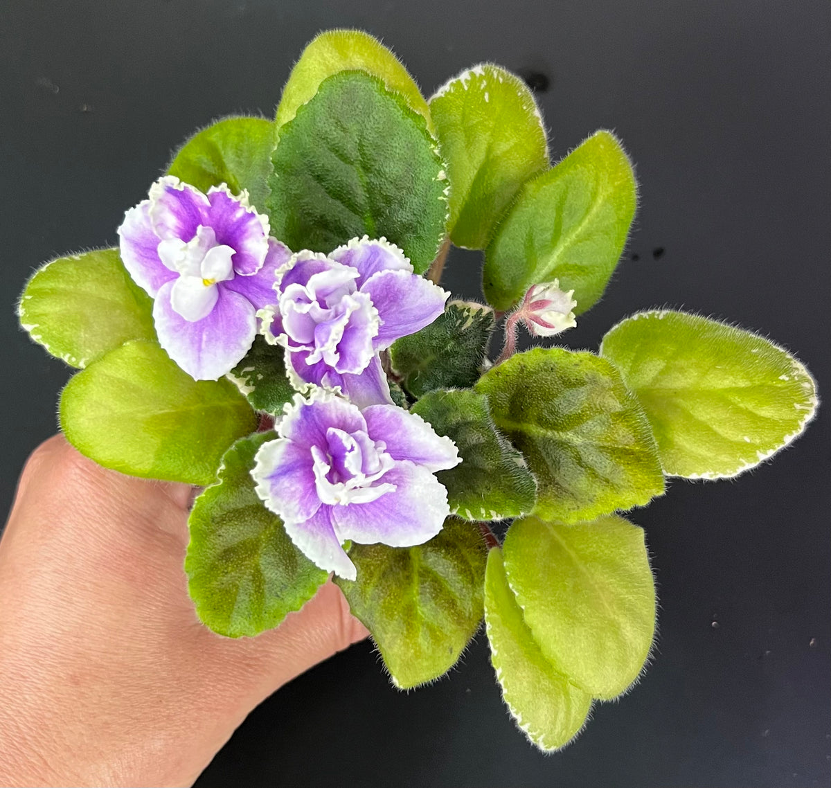 "Hunter's Roping the Wind" African Violet 2" LIVE PLANT Appalachian Violets