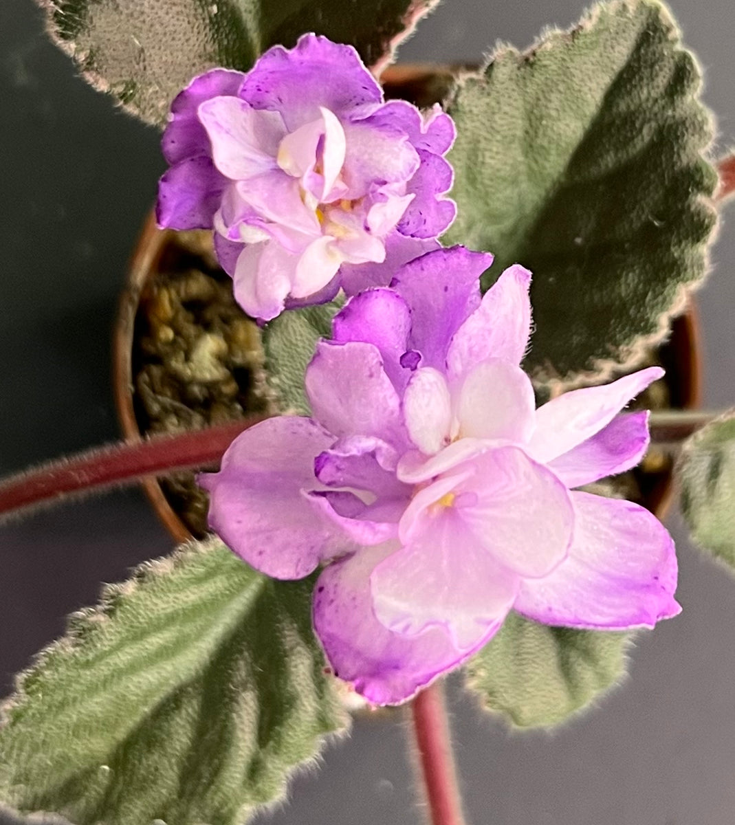 "Buckeye Blushing" African Violet 2" LIVE PLANT Appalachian Violets