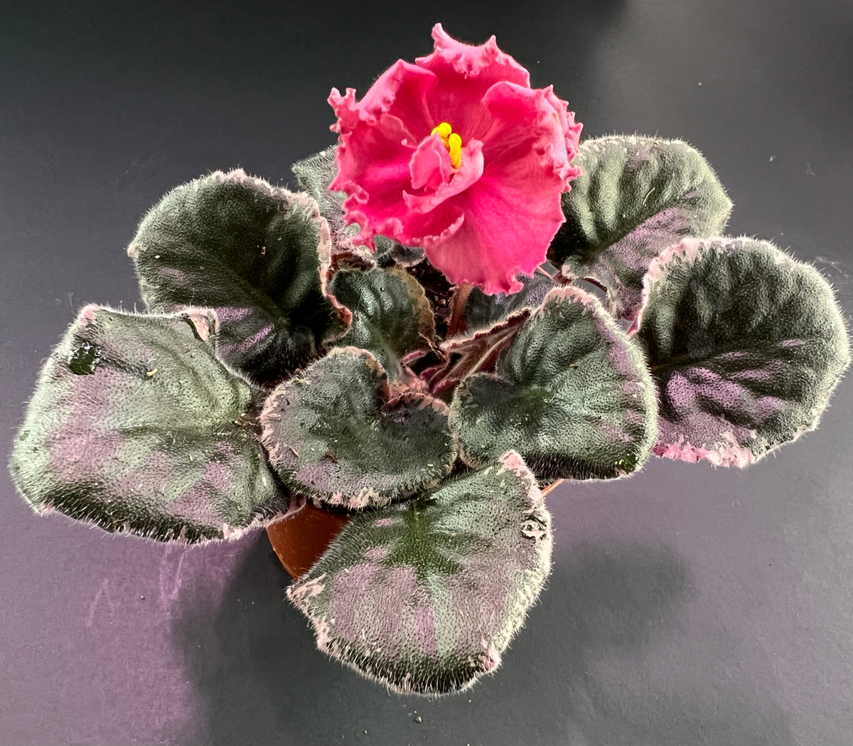 ジョアン.アイザック スプリングフラワーズ バイオレット ジョアン