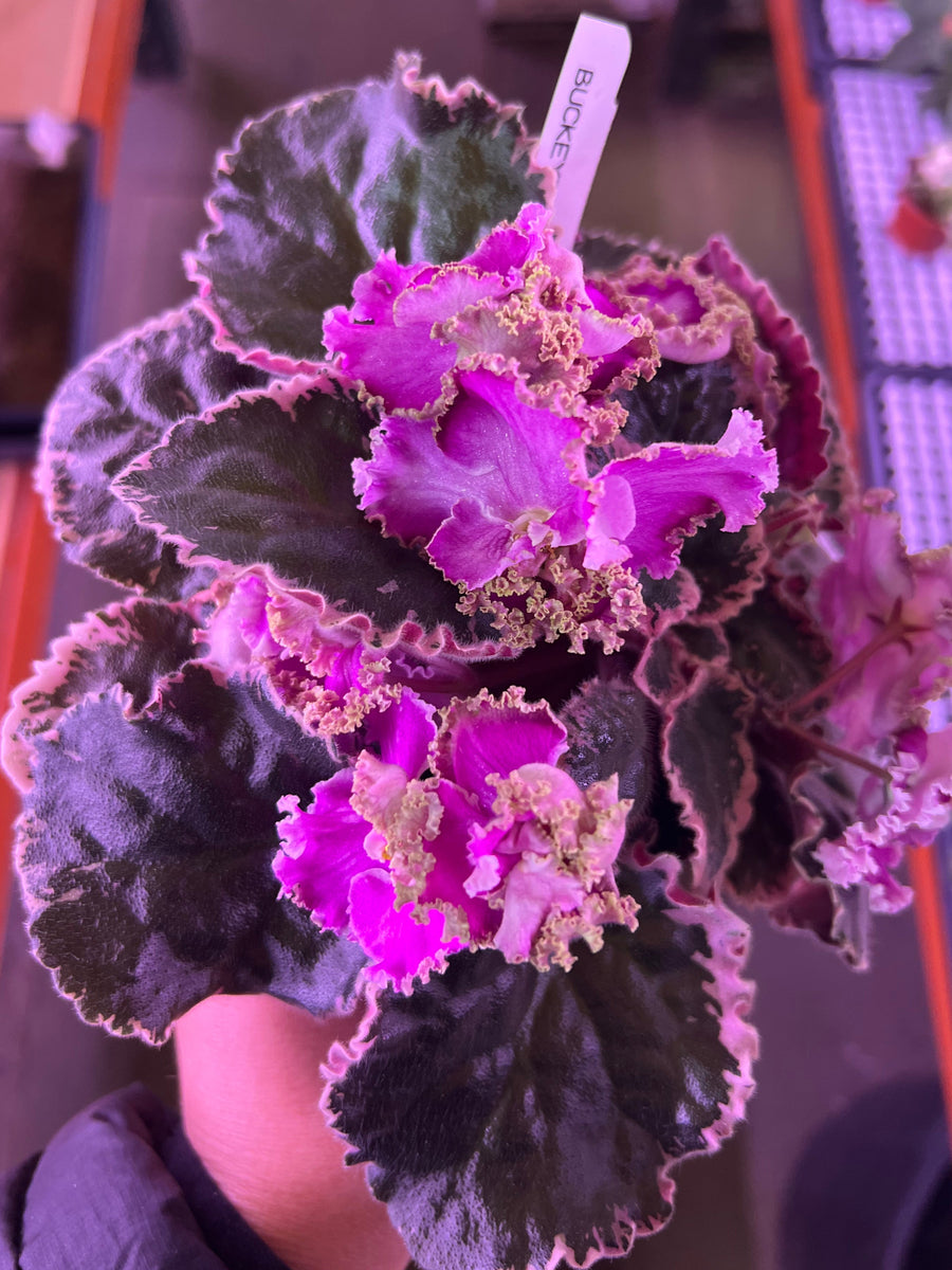 "Buckeye Rose Royce" African Violet 2" LIVE PLANT Appalachian Violets