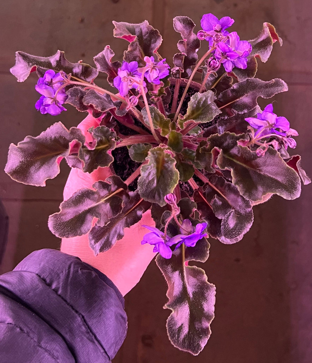 416★ガネーシャpurple モルタル雑貨　（お任せ植物付き） IMG_4635_1200x1200.jpg?v=