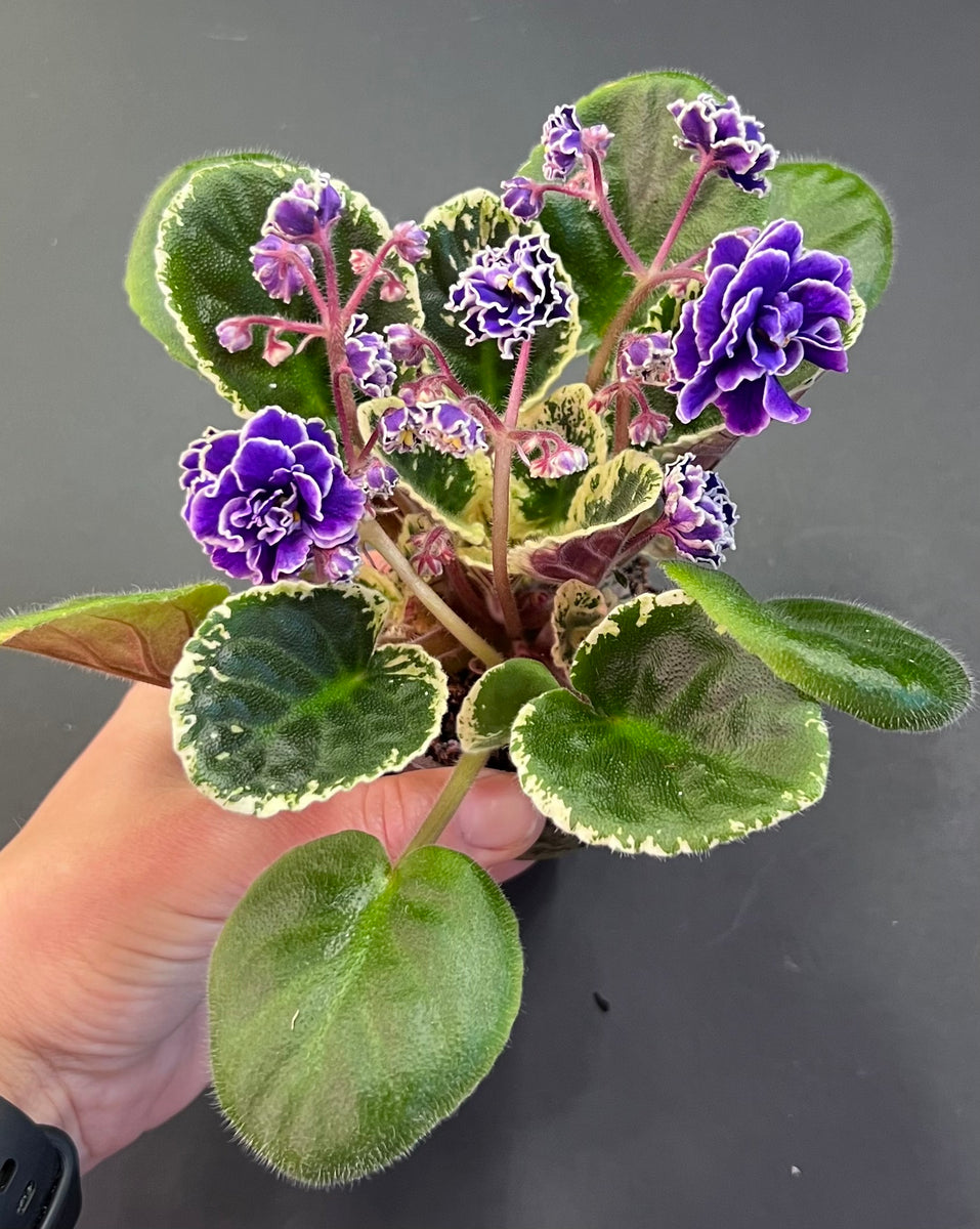"Hunter's Credence" African Violet 2" LIVE PLANT Appalachian Violets