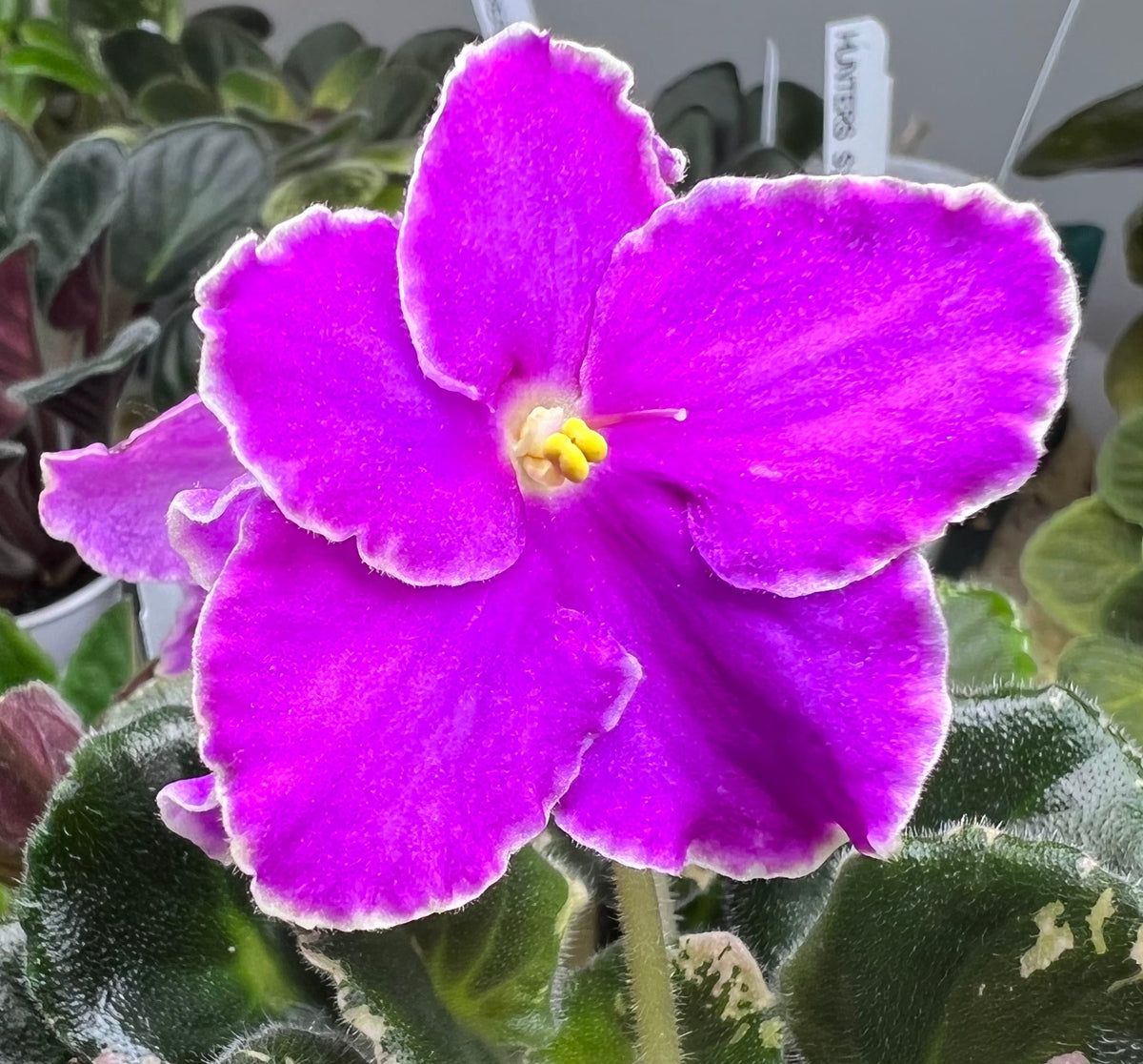 "Buckeye Let's Roll" African Violet 2" LIVE PLANT Appalachian Violets