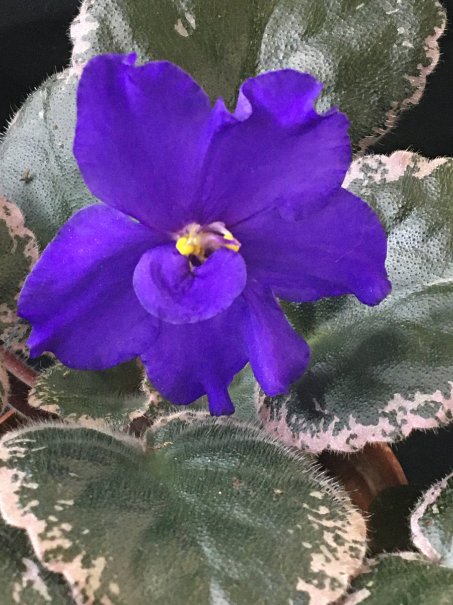 "Buckeye Blue Indigo" African Violet 2" LIVE PLANT Appalachian Violets