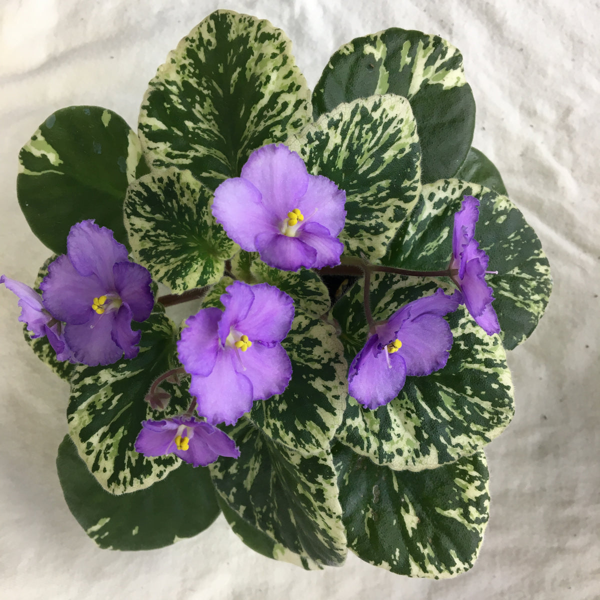 "Suncoast Lavender Silk" African Violet 2" LIVE PLANT Appalachian