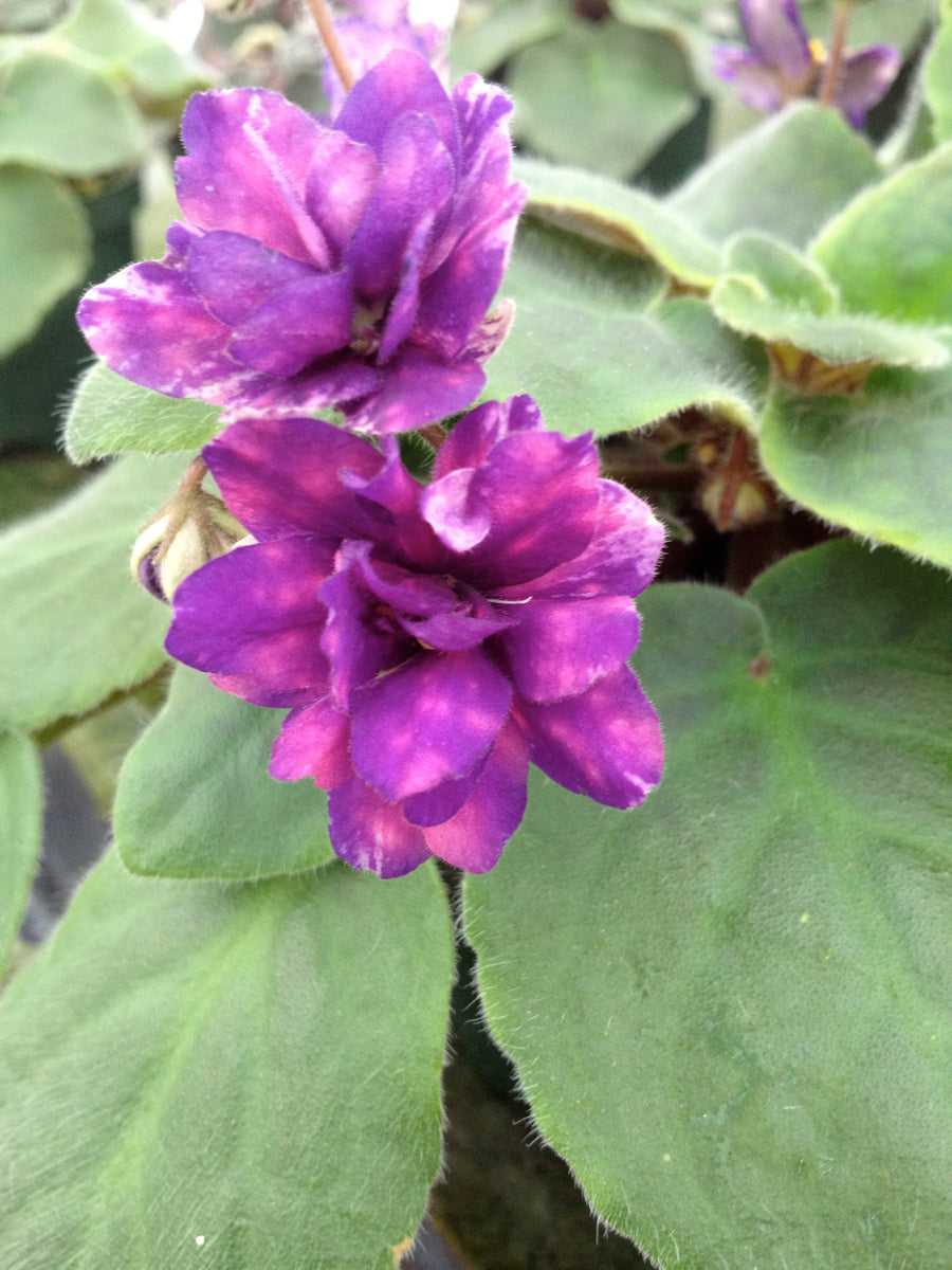 "Sagittarius" African Violet 2" LIVE PLANT Appalachian Violets