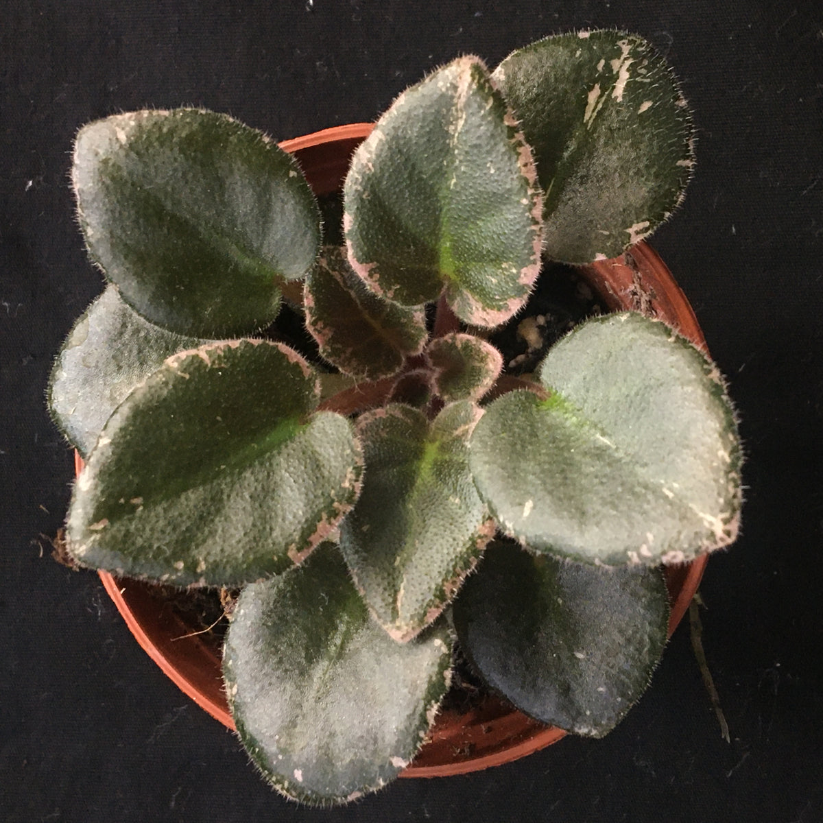 Small varieties – Appalachian Violets