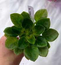 Load image into Gallery viewer, "N Morskoj Priboj/Ocean Tide" African Violet- 2" LIVE PLANT

