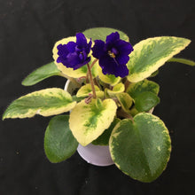 Load image into Gallery viewer, &quot;Rob&#39;s Shadow Magic&quot; African Violet- 2&quot; LIVE PLANT
