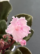 Load image into Gallery viewer, "Ness Feather Pink" African Violet- 2" LIVE PLANT
