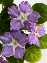 Load image into Gallery viewer, &quot;Birth of Galaxy&quot; (LE-Rozhdenie Galactiki) African Violet- 2&quot; LIVE PLANT
