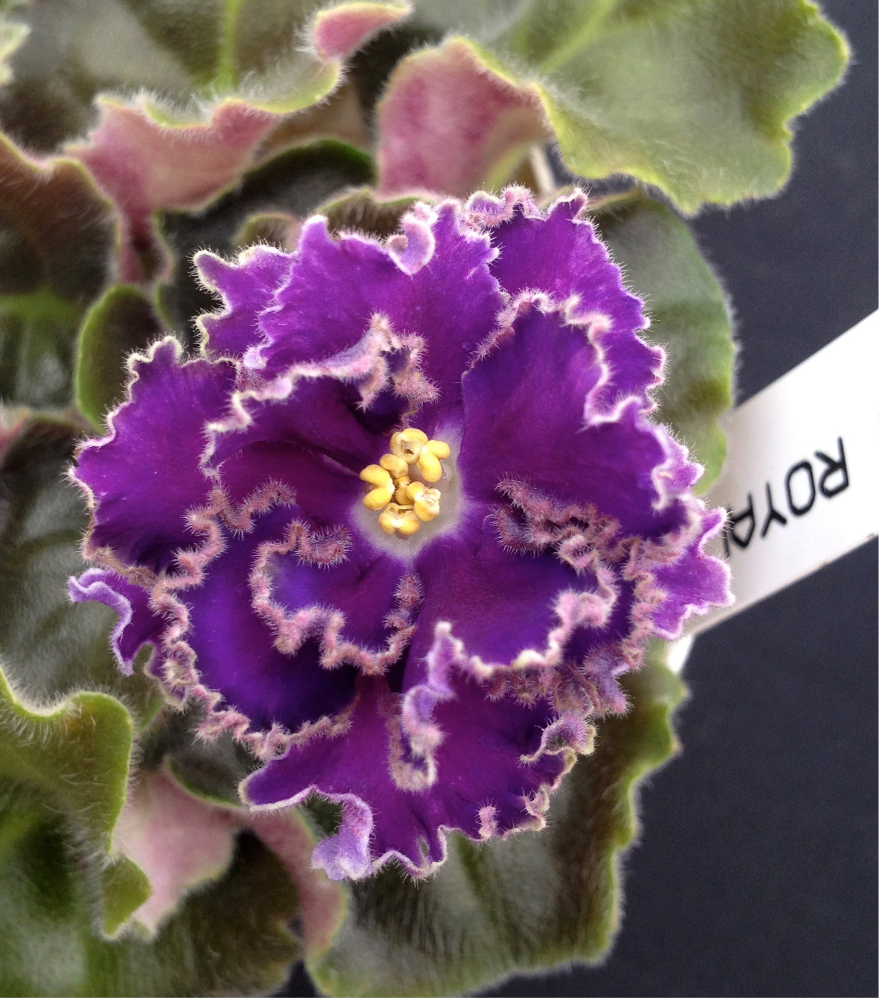 Cajun's Royal Knockout