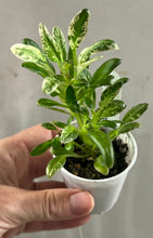 Load image into Gallery viewer, "LE-Shotlandskii Veresk" African Violet-2" LIVE PLANT
