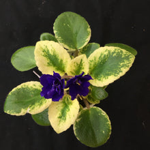 Load image into Gallery viewer, &quot;Rob&#39;s Shadow Magic&quot; African Violet- 2&quot; LIVE PLANT
