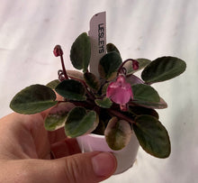Load image into Gallery viewer, "Wesley's Vampyr Jubilee" African Violet- 2" LIVE PLANT
