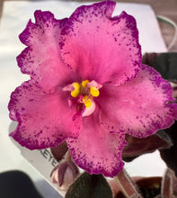 Load image into Gallery viewer, "Buckeye Colossal" African Violet- 2" LIVE PLANT
