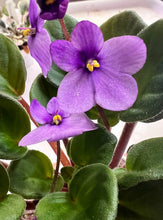 Load image into Gallery viewer, "Tiny Tim" African Violet- 2" LIVE PLANT
