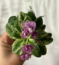 Load image into Gallery viewer, "Golden Dawn" African Violet- 2" LIVE PLANT
