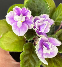 Load image into Gallery viewer, &quot;Hunter&#39;s Roping the Wind&quot; African Violet- 2&quot; LIVE PLANT
