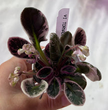 Load image into Gallery viewer, "Vi Tornado" African Violet- 2" LIVE PLANT
