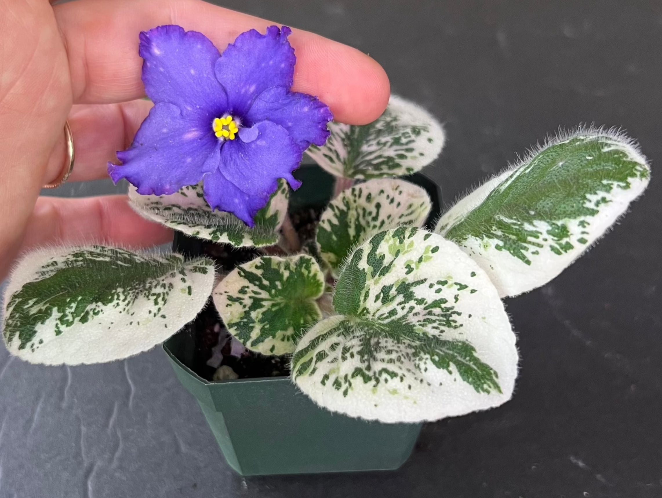 Live house plant purple bloom variegated African Violet Harmony's