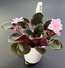 Load image into Gallery viewer, "Ness Feather Pink" African Violet- 2" LIVE PLANT
