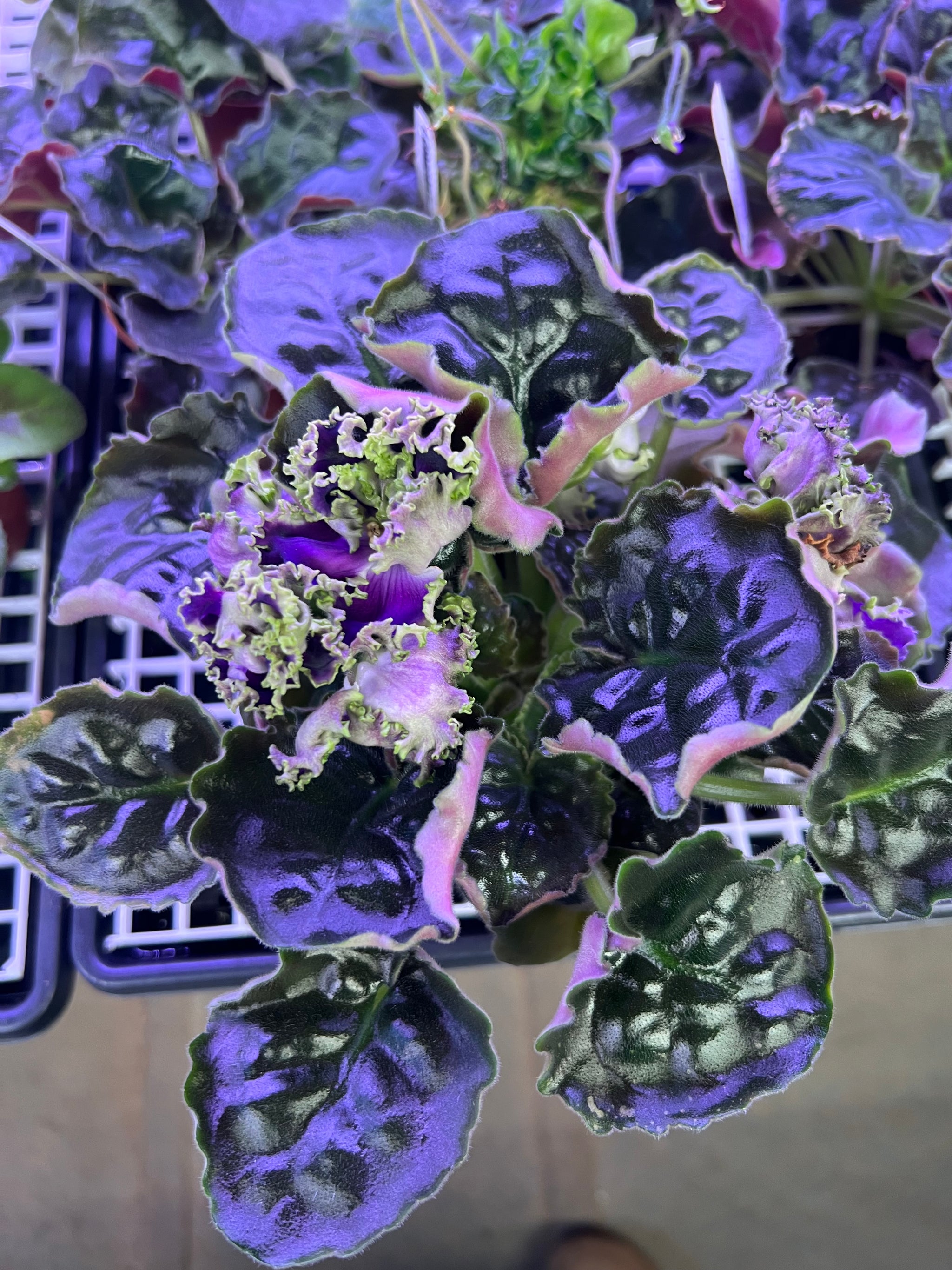 5B2FA9C1-E5D5-40A2-8241-