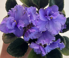 Load image into Gallery viewer, "Jere's Azure Sky" African Violet- 2" LIVE PLANT
