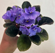 Load image into Gallery viewer, "Jere's Azure Sky" African Violet- 2" LIVE PLANT
