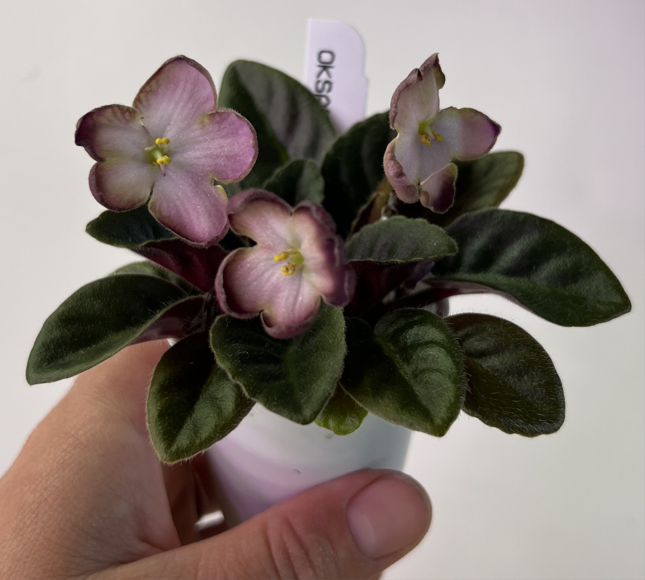 71448EA7-AC0F-49A2-8993-