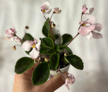 Load image into Gallery viewer, "Vi Oriole" African Violet- 2" LIVE PLANT
