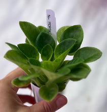Load image into Gallery viewer, "N Morskoj Priboj/Ocean Tide" African Violet- 2" LIVE PLANT
