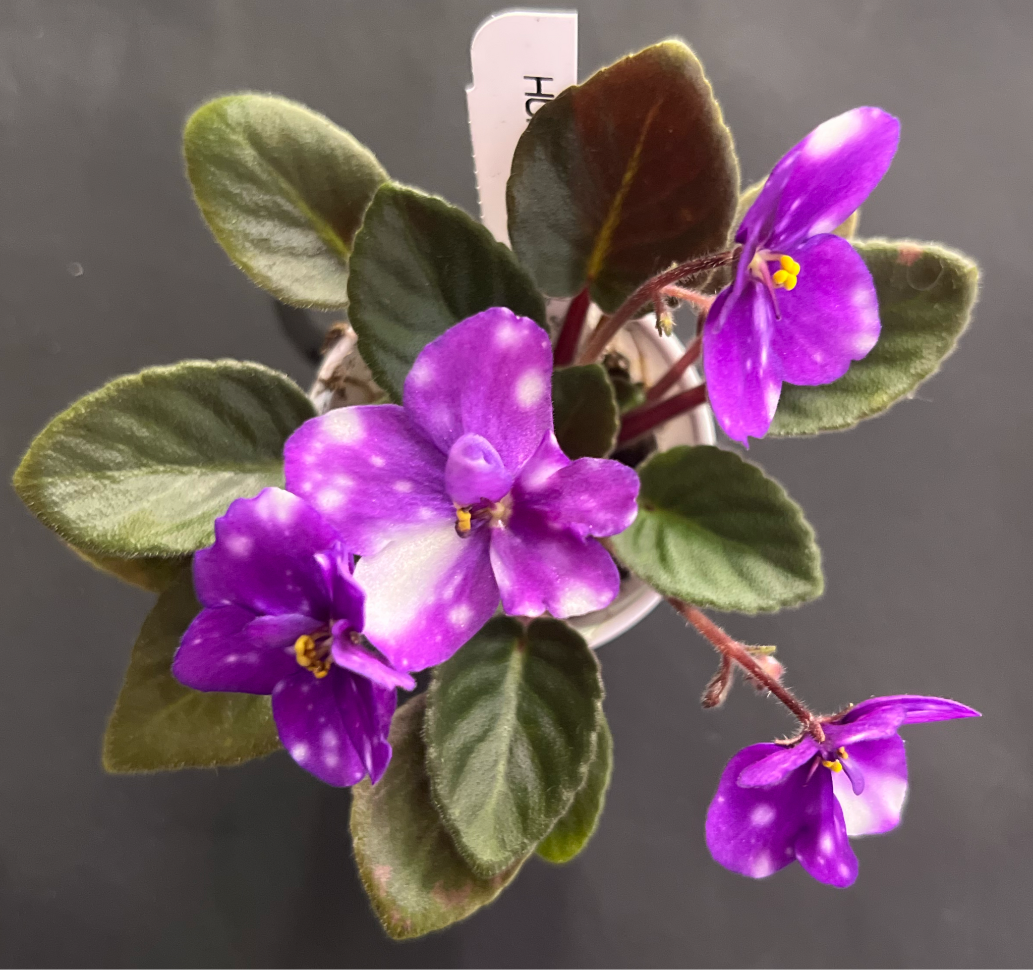 Hunter's Primal Scream” African Violet- 2” LIVE PLANT