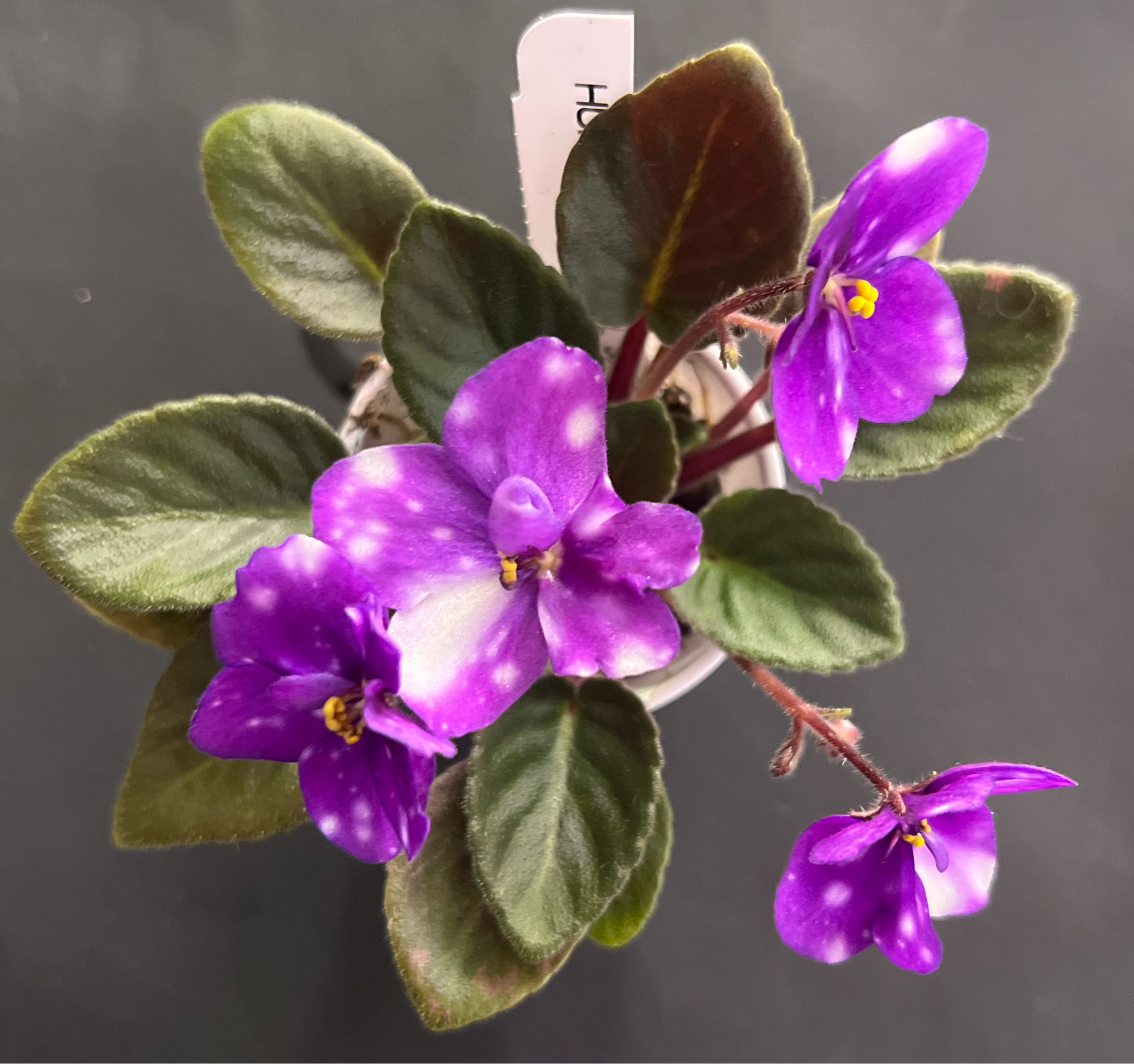 “Hunter’s Primal Scream” African Violet- 2” LIVE PLANT