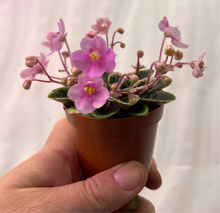 Load image into Gallery viewer, "Little Tyke" African Violet- 2" LIVE PLANT
