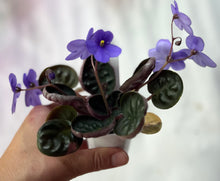Load image into Gallery viewer, "Buckley's Spoon" African Violet- 2" LIVE PLANT
