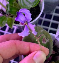 Load image into Gallery viewer, "AV Dukhi S Lavandoj" African Violet- 2" LIVE PLANT
