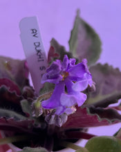 Load image into Gallery viewer, "AV Dukhi S Lavandoj" African Violet- 2" LIVE PLANT
