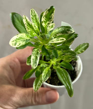 Load image into Gallery viewer, "LE-Shotlandskii Veresk" African Violet-2" LIVE PLANT
