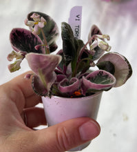 Load image into Gallery viewer, "Vi Tornado" African Violet- 2" LIVE PLANT
