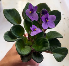 Load image into Gallery viewer, "Tiny Tim" African Violet- 2" LIVE PLANT
