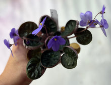Load image into Gallery viewer, "Buckley's Spoon" African Violet- 2" LIVE PLANT
