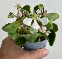 Load image into Gallery viewer, "Vi Oriole" African Violet- 2" LIVE PLANT
