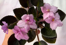 Load image into Gallery viewer, "Imp's Opalesence" African Violet- 2" LIVE PLANT

