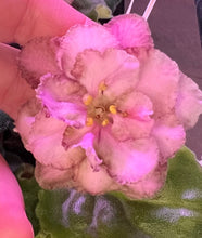 Load image into Gallery viewer, "DN Gandalf" African Violet- 2" LIVE PLANT
