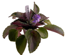 Load image into Gallery viewer, "AV Dukhi S Lavandoj" African Violet- 2" LIVE PLANT
