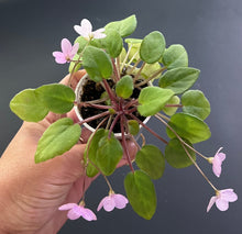 Load image into Gallery viewer, &quot;Skärt Litet Moln&quot; African Violet- 2&quot; LIVE PLANT
