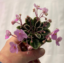 Load image into Gallery viewer, "Little Tyke" African Violet- 2" LIVE PLANT
