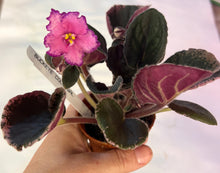 Load image into Gallery viewer, "Buckeye Colossal" African Violet- 2" LIVE PLANT
