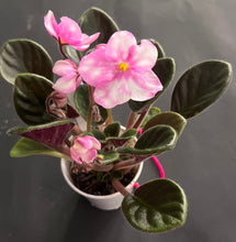 Load image into Gallery viewer, &quot;Hunter&#39;s Dew Drops&quot; African Violet- 2&quot; LIVE PLANT
